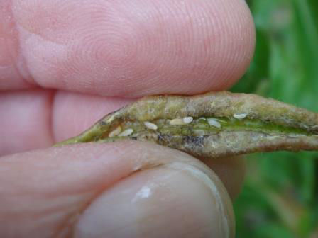 Pear Leaf Curling Midge